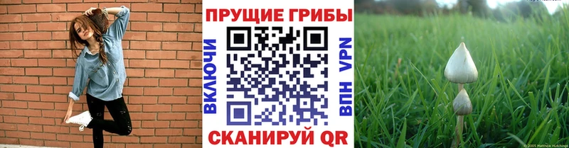 Купить где  Зарайск  Галлюциногенные грибы мицелий 